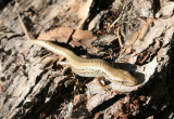 REPTILE - LIZARD - NORTHERN ALLIGATOR LIZARD - LAKE FARM TAILS WA (2).JPG