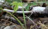 REPTILE - SNAKE - COLUMBIA GARTER - LAKE FARM OP C.jpg