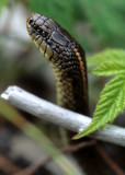 REPTILE - SNAKE - COLUMBIA GARTER - LAKE FARM OP.jpg