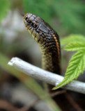 REPTILE - SNAKE - COLUMBIA GARTER - LAKE FARM.jpg