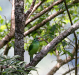 BIRD - BARBET - MOUSTACHED BARBET - MEGALAIMA INCOGNITA - KHAO YAI NATIONAL PARK THAILAND (2).JPG