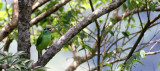 BIRD - BARBET - MOUSTACHED BARBET - MEGALAIMA INCOGNITA - KHAO YAI NATIONAL PARK THAILAND (4).JPG