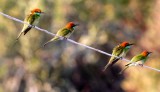 BIRD - BEE-EATER - GREEN BEE-EATER - MEROPS ORIENTALIS - KHAO SAM ROI YOT THAILAND (14).JPG