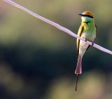 BIRD - BEE-EATER - GREEN BEE-EATER - MEROPS ORIENTALIS - KHAO SAM ROI YOT THAILAND (25).JPG