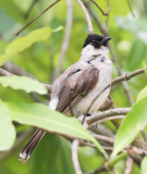 BIRD - BULBUL - SOOTY-HEADED BULBUL - HUAI KHA KHAENG NWS THAILAND (15).JPG