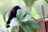 BIRD - COUCAL - LESSER COUCAL - CENTROPUS BENGALENSIS - KOH LANTA THAILAND (5).JPG