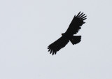 BIRD - EAGLE - BLACK EAGLE - KAENG KRACHAN THAILAND (17).JPG