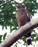 BIRD - EAGLE - CRESTED SERPENT EAGLE - HUAI KHA KHAENG THAILAND (11).JPG