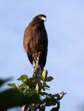 BIRD - EAGLE - CRESTED SERPENT EAGLE - HUAI KHA KHAENG THAILAND (20).JPG