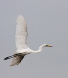 BIRD - EGRET - GREAT EGRET - BUENG BORAPHET THAILAND (10).JPG