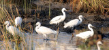 BIRD - EGRET - LITTLE EGRET - KHAO SAM ROI YOT THAILAND.JPG