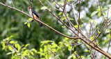 BIRD - FALCONET - COLLARED FALCONET - HKK THAILAND (12).JPG