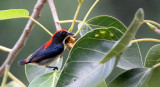 BIRD - FLOWERPECKER - SCARLET-BACKED FLOWERPECKER - DICAEUM CRUENTATUM - KOH LANTA THAILAND (14).JPG