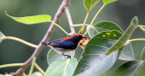 BIRD - FLOWERPECKER - SCARLET-BACKED FLOWERPECKER - DICAEUM CRUENTATUM - KOH LANTA THAILAND (16).JPG