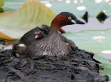 BIRD - GREBE - LITTLE GREBE - BUENG BORAPHET THAILAND (6).JPG