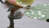 BIRD - GREBE - LITTLE GREBE - BUENG BORAPHET THAILAND (75).JPG