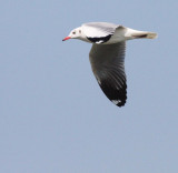 BIRD - GULL - BROWN-HEADED GULL - LARUS BRUNNICEPHALUS - SOUTH OF BKK THAILAND - CHRISTMAS IN THAILAND TRIP 2009 (5).JPG