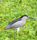 BIRD - HERON - BLACK-CROWNED NIGHT HERON - NAKHON WETLANDS THAILAND (4).JPG