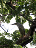 BIRD - HERON - LITTLE HERON - BUTORIDES STRIATUS - LUMPINI PARK THAILAND (9).JPG