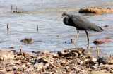 BIRD - HERON - PACIFIC REEF HERON - KOH LANTA (19).JPG