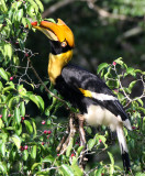 BIRD - HORNBILL - GREAT HORNBILL - KAENG KRACHAN NP THAILAND (8).JPG