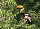 BIRD - HORNBILL - GREAT HORNBILL - SOMS - KAENG KRACHAN NP THAILAND (9).JPG