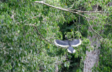 BIRD - HORNBILL - ORIENTAL PIED HORNBILL - KAENG KRACHAN NP THAILAND - SOMS.JPG