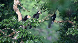 BIRD - HORNBILL - ORIENTAL-PIED HORNBILL - KAENG KRACHAN NP THAILAND (21).JPG