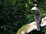 BIRD - HORNBILL - ORIENTAL-PIED HORNBILL - KAENG KRACHAN NP THAILAND (48).JPG