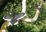 BIRD - HORNBILL - ORIENTAL-PIED HORNBILL - SOMS - KAENG KRACHAN NP THAILAND (11).JPG