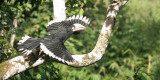 BIRD - HORNBILL - ORIENTAL-PIED HORNBILL - SOMS - KAENG KRACHAN NP THAILAND.jpg