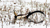 BIRD - JACANA - PHEASANT-TAILED JACANA - BUENG BORAPHET THAILAND (12).JPG