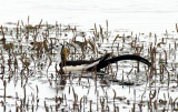 BIRD - JACANA - PHEASANT-TAILED JACANA - BUENG BORAPHET THAILAND (4).JPG