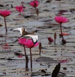 BIRD - JACANA - PHEASANT-TAILED JACANA - NONBREEDING - CHRISTMAS IN THAILAND TRIP 2008 (2).JPG