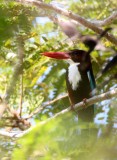 BIRD - KINGFISHER - WHITE-THROATED KINGFISHER - KHAO SAM ROI YOT THAILAND (19).JPG