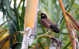 BIRD - MYNA - COMMON MYNA - NAKHON WETLANDS THAILAND (4).JPG