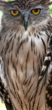 BIRD - OWL - BUFFY FISH-OWL - NST THAILAND (4).JPG