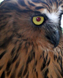 BIRD - OWL - BUFFY FISH-OWL - NST THAILAND.JPG