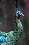 BIRD - PEAFOWL - GREEN PEAFOWL - WAT UMON WILDLIFE AREA - CHIANG MAI (10).JPG