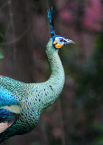 BIRD - PEAFOWL - GREEN PEAFOWL - WAT UMON WILDLIFE AREA - CHIANG MAI (8).JPG