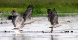 BIRD - PELICAN - SPOT-BILLED PELICAN - BUENG BORAPHET THAILAND (25).JPG