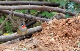 BIRD - RUBYTHROAT - SIBERIAN RUBYTHROAT - BUENG BORAPHET THAILAND (10).JPG