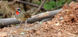 BIRD - RUBYTHROAT - SIBERIAN RUBYTHROAT - BUENG BORAPHET THAILAND (19).JPG
