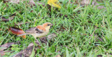 BIRD - SPARROW - PLAIN-BACKED SPARROW - PASSER FLAVEOLUS - KHAO YAI NATIONAL PARK THAILAND (7).JPG