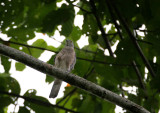 BIRD - SPARROWHAWK - JAPANESE SPARROWHAWK KHAO YAI BIRD.jpg