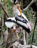 BIRD - STORK - PAINTED STORK - CHIANG MAI THAILAND (7).JPG