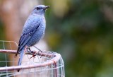 BIRD - THRUSH - BLUE ROCK-THRUSH - KHAO YAI NP THAILAND (11).JPG