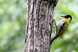 BIRD - WOODPECKER - BLACK-HEADED WOODPECKER - HUAI KHA KHAENG NWS THAILAND (5).JPG