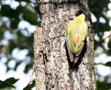 BIRD - WOODPECKER - BLACK-HEADED WP - HKK THAILAND.JPG