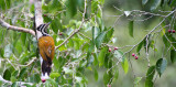 BIRD - WOODPECKER - COMMON FLAMEBACK - KAENG KRACHAN NP THAILAND (4).JPG